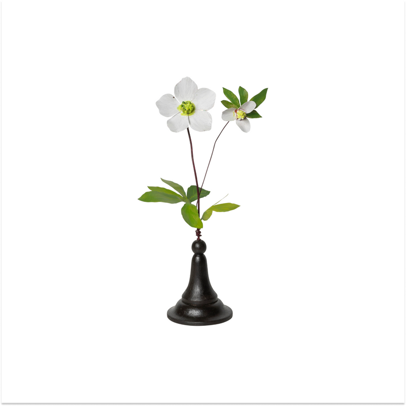 White double flower branch