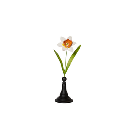 Orange Narcissus